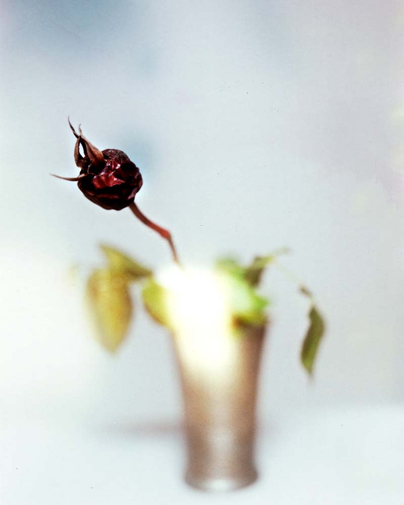 Fotografia di natura morta con fiori, stampa al pigmento numerata